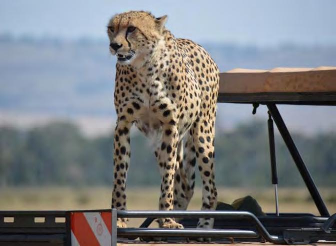 You will be right in the middle of the Great Migration dispersal area, with the possibility of seeing Lions, maybe Leopard, and Cheetah; Wildebeests and