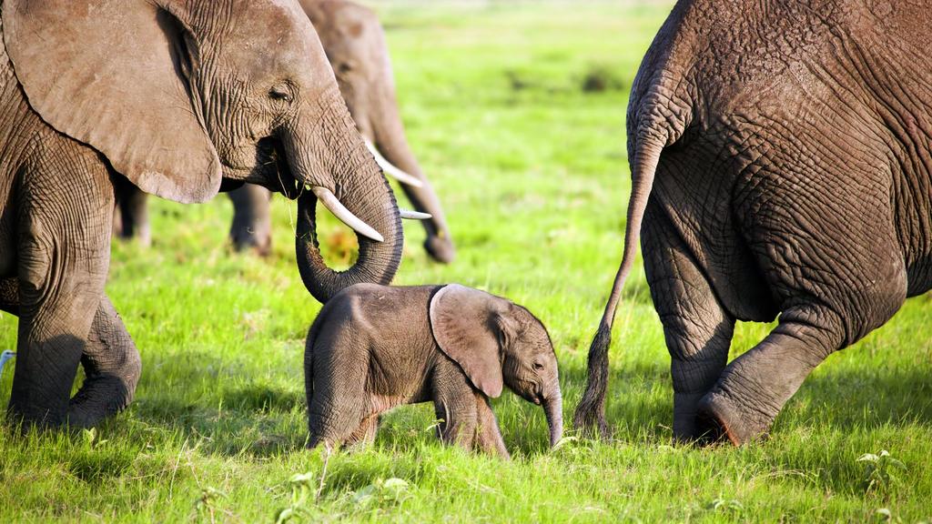 comprehensive family safari experience. Spending a first night in the Kenyan capital, your adventure then begins in earnest as you fly off to the stunning landscapes of the Laikipia Plateau.