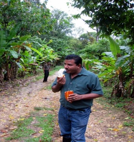 Marper Themes: Potential Attraction Cocoa gene bank as living