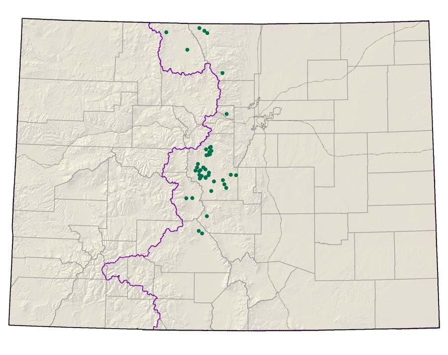 Sisyrinchium pallidum Last observed in Colorado: July 2006 Colorado occurrences: 43 Colorado individuals: 11,000 Primary threats: road work,