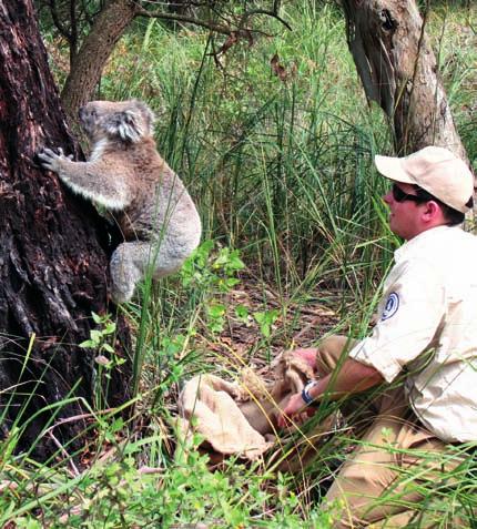 conservation continued feral and roaming cats Feral and roaming domestic cats are a constant threat to Phillip Island s native wildlife.