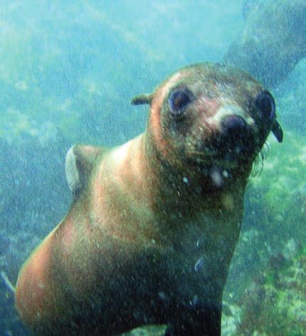 marine ecology of australian fur seals juvenile seal tracking project This was the fourth year of a five-year study of foraging by juvenile Australian fur seals.