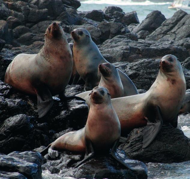 This year, the seals movements were followed for periods of 20 to 100 days. In following field trips, four of the six devices were recovered.