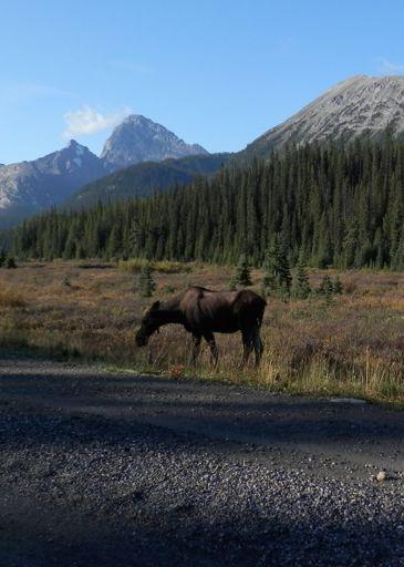 The Critters of K-Country: Moose 3rd in a Series by Derek Ryder, CoChair and Director of Communications Kananaskis Country is home to a wide variety of creatures, great and small.