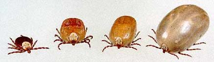 Ticks are a member of the spider family, and while there are several kinds of ticks here, the most problematic one to people is the Rocky Mountain Wood Tick.