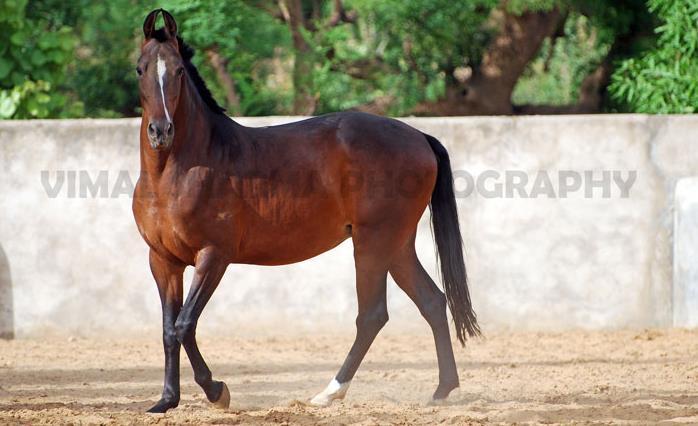 The MARWARI HORSE The Marwari Horse is an indigenous breed of Horses of India. They were once the war horses of India and a part of the rich heritage of the land of kings.