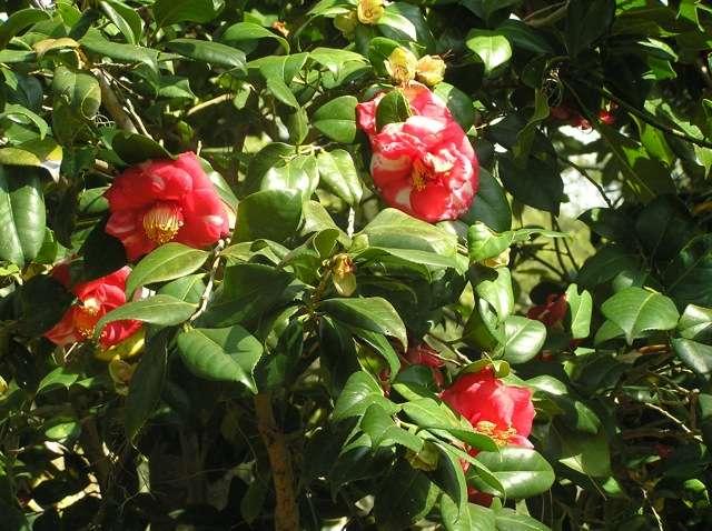 In late winter of February and early March, you will see camellias in bloom that may last until April in protected