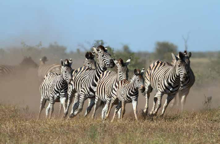 A herd of zebras, Kruger National Park