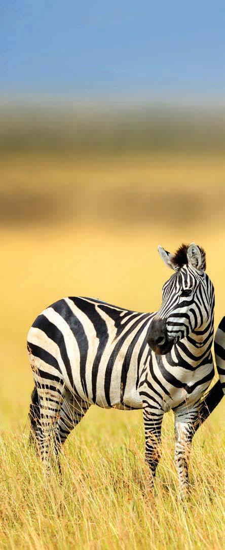 National Park for your first sight of wild animals such as lion, buffalo, elephant, giraffe and springbok.