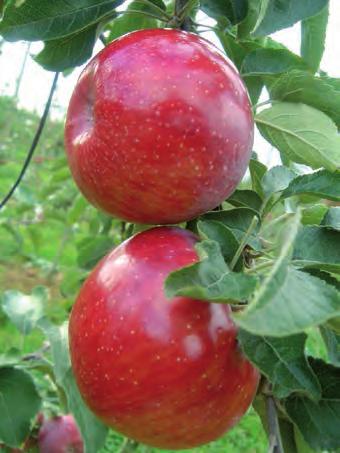 from organic farming - NATURALLY resistant to scab and oidium (main diseases affecting apple trees) - rustic aspect (slightly flattened fruits)