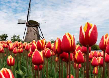 Discover what makes the country, also known as Holland, so memorable.