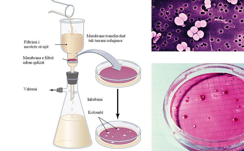 5 Teknika e metodës së filtrimit për koliformët total dhe Escherichia coli Teknika e membranës së filtrit (MF) është metodë, e cila u përdor për të analizuar sasi të mëdha uji (Sartory, 198).