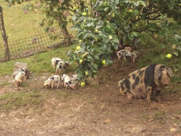 The number of breeders of pig breed