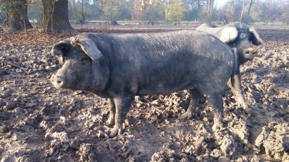 Hrvatska poljoprivredna agencija Kao mjera kontrole uzgoja, a sukladno Uzgojnom programu u uzgoju svinja pasmine crna slavonska svinja provodi se obvezna ocjena nerastića prije uvođenja u rasplod.