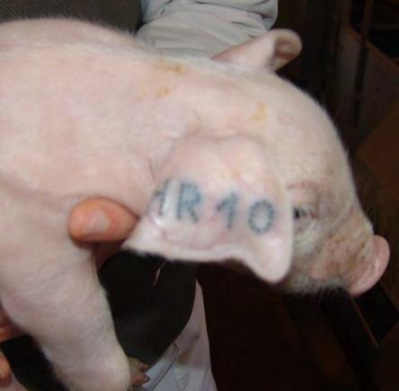 Croatian Agricultural Agency Registar sadrži i podatke o svakom premještanju svinja bilo da se radi o premještanju na novo gospodarstvo, uginuću, odlasku na klanje ili izvozu.