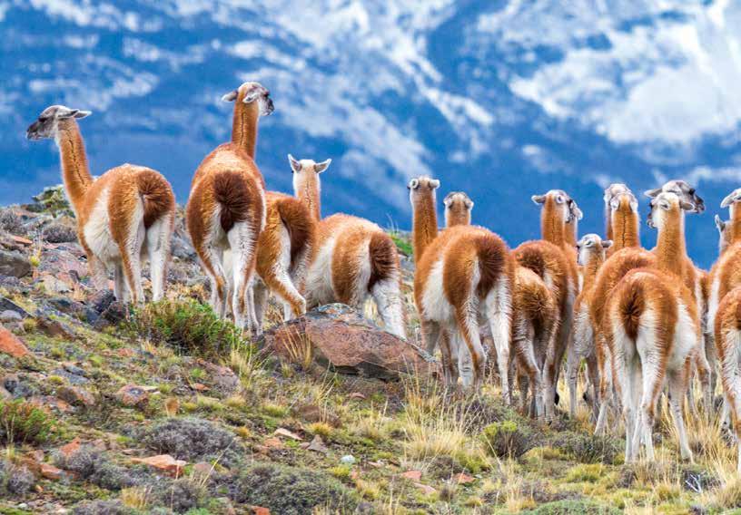 WITHOUT WILDLIFE, LANDSCAPES ARE MERE SCENERY Patagonia s remoteness means that pockets of South American wildlife have gone undisturbed for ages.