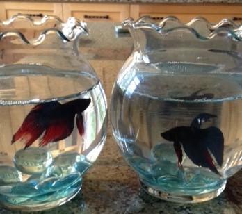 I came home with 3 little fish from the Catered Dinner table decorations. One died within days but these two are doing very well. Guess they will travel with us in the RV.