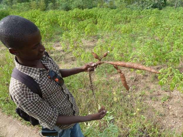 Casava root. Casava plants in background. MORE DOCUMENTS See: PearlyKitchen in Besongabang.pdf http://www.groundwork.org/english/cameroon/pearlykitchen%20in%20besongabangweb.pdf Videos: 1.