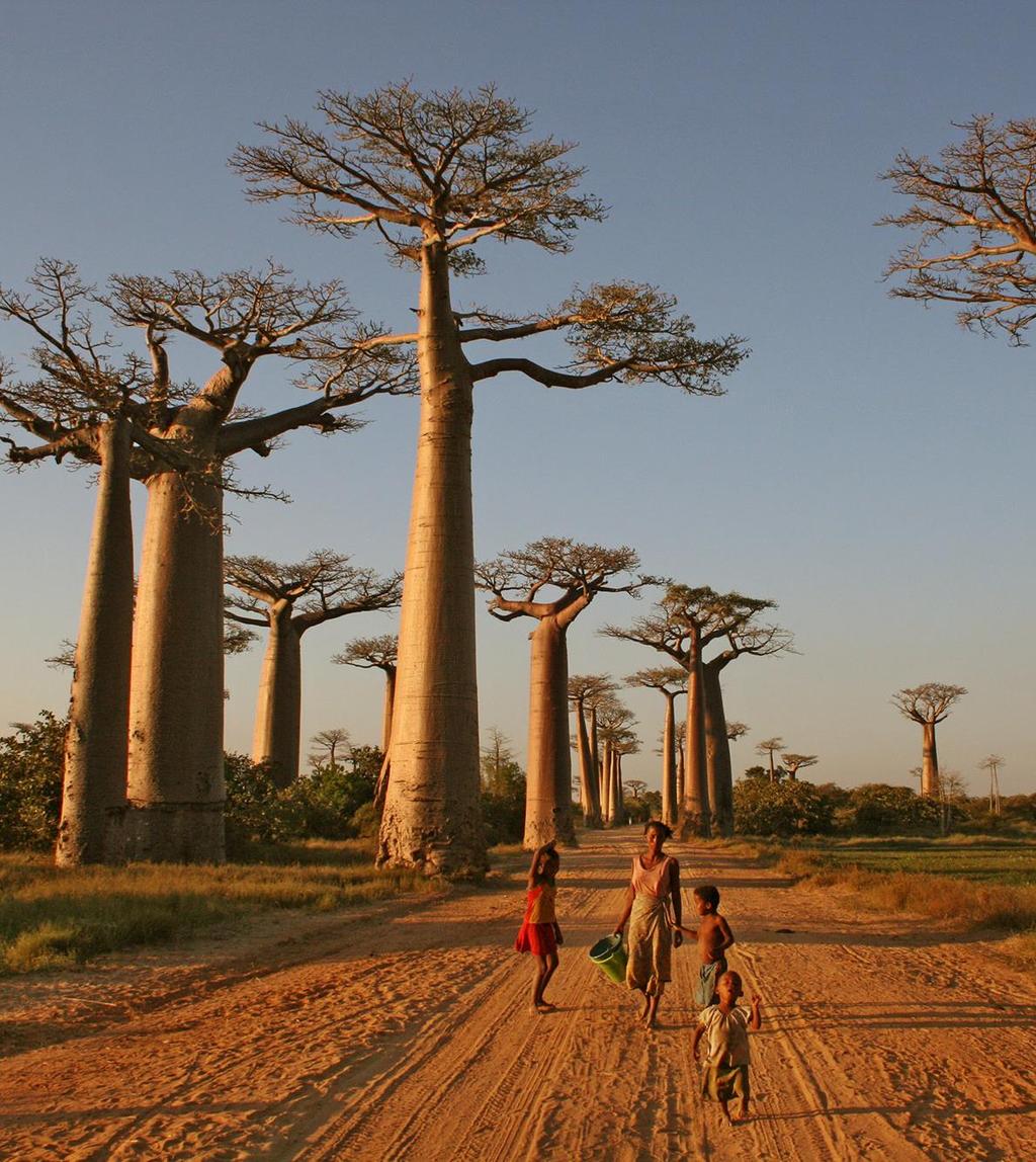 Madagascar 1 15 August 2019 Join us on our inaugural tour to this fascinating & diverse island of around 25 million people in 18 ethnic groups. The Island is 600 kms wide and 1600 kms long.