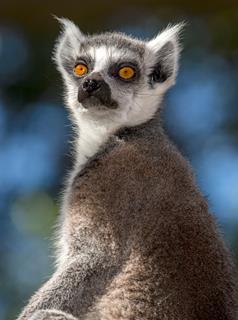 Information & Costs : Madagascar Madagascar Tour : Per person sharing R49 500 Single Supplement R8 500 Includes: All accommodation, guided touring, Coach rental & 4 WD cars where needed, entrance