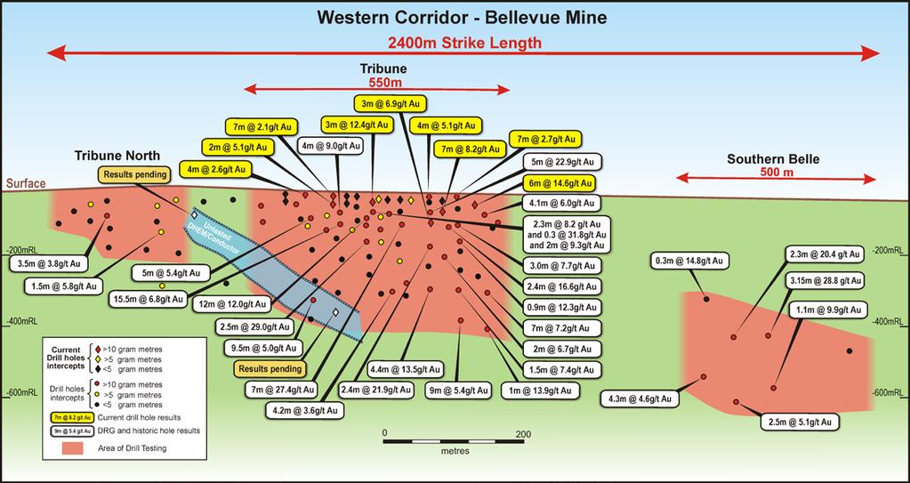 TRIBUNE LODE: A HIGH-GRADE DISCOVERY AT SURFACE HIGHLY PROSPECTIVE WESTERN MINERALISATION CORRIDOR WEST OF THE HISTORIC BELLEVUE MINE WORKINGS New BGL Tribune Lode discovery located only 300m west of