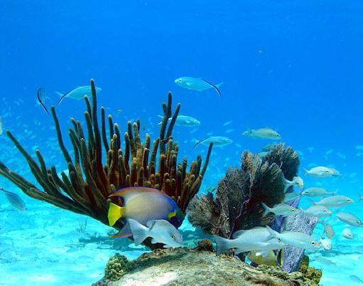 with life and easy to explore Divers can explore the huge coral