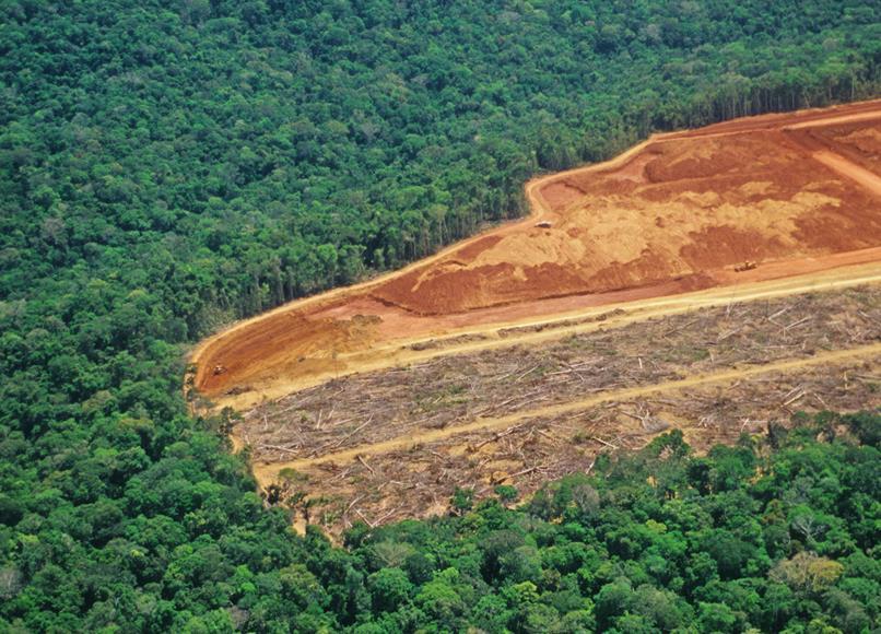 Deforestation is the process of cutting and clearing away trees from a forest.
