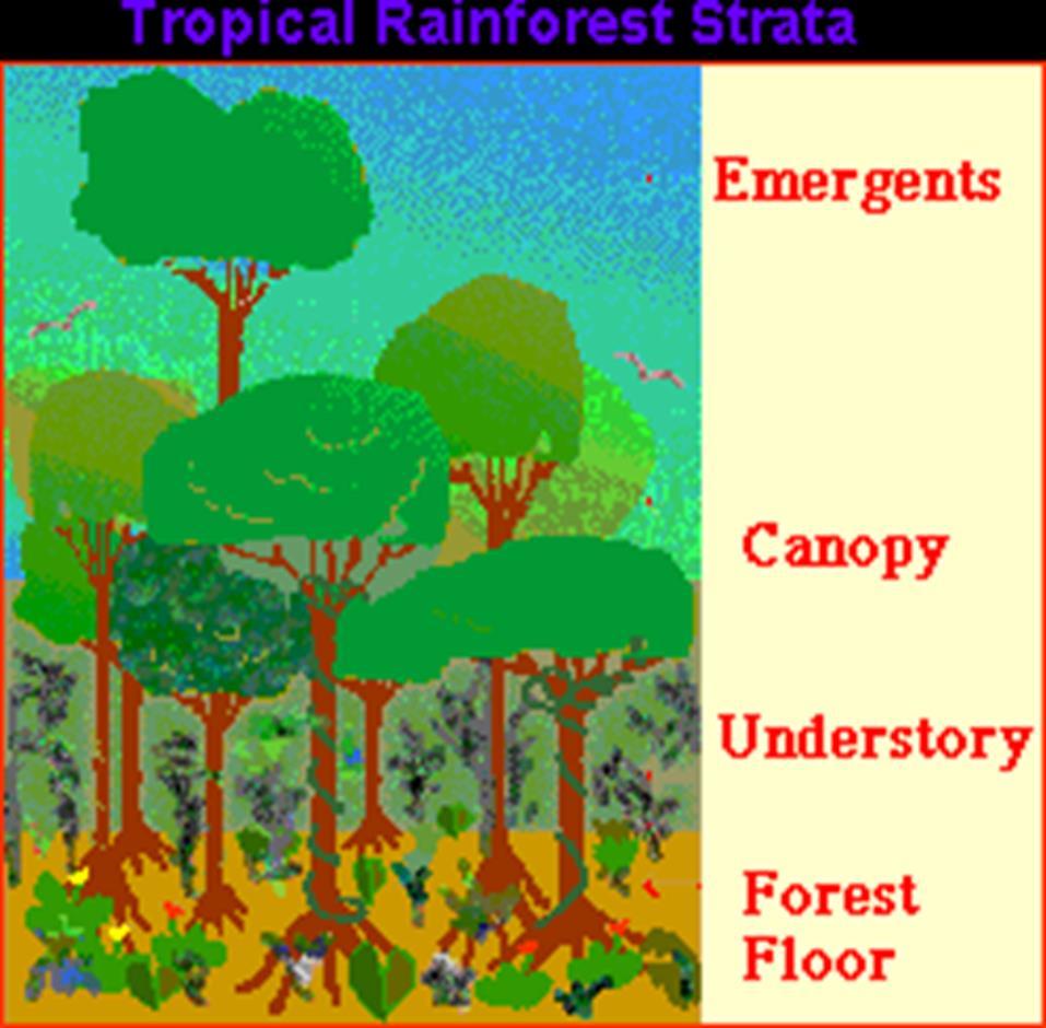 Emergents: Top layer. It houses most of the birds and insects. Canopy: Home to many different types of birds, insects, reptiles, mammals, and more.