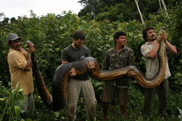 Giant Anacondas