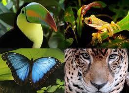 The rain forest contains a large number of