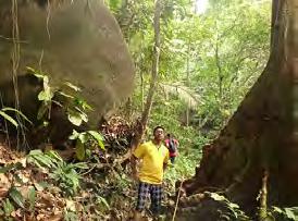 RM50 per participant Min 15 participants, Subject to weather conditions. 4. Jungle Trekking to the Berembun Forest Reserve. Jungle Trekking is one of the most popular activities at The Shorea.