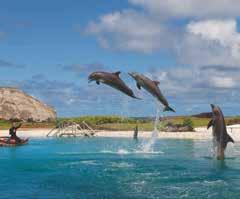 Admission into Sea Life Park Return transfers from Waikiki accommodation Operator: Aloha VIP Departs: Daily at 9:30am, 11am, 1:45pm, 3:15pm Duration: 6 hours (45 minute program) Note: A paying adult