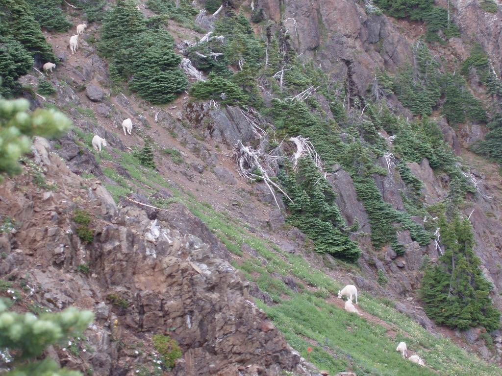 Mountain Goats (Oreamnos americanus) Key Points Steep (>33% slope), rocky terrain and cliffs for escape terrain Summer: Seek sources of minerals/salt Aggression between goats is common: