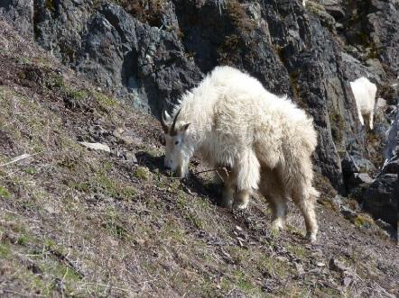 Timeline of Key Events 2010: *Human fatality in Olympic National Park. 2011-2012: Reports of aggressive mountain goats at Mt Ellinor. July through early October, 2012: *Mt Ellinor Trail Closure.