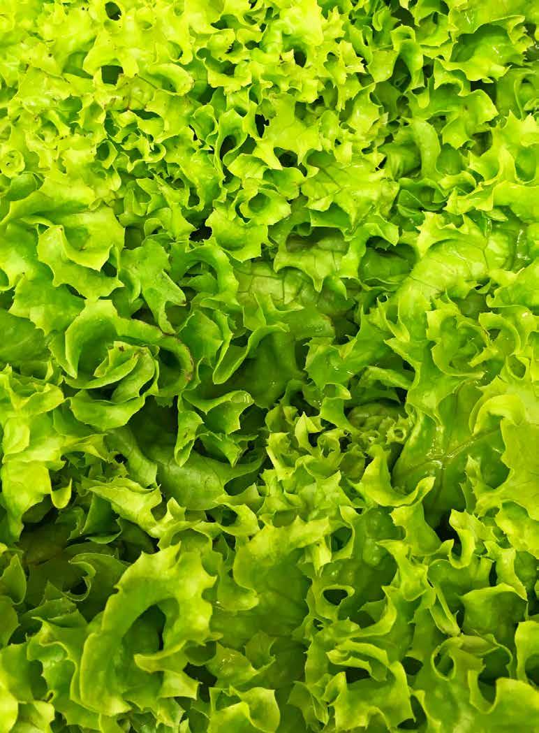 38 / TREND / Vertical farming TREND / 39 Crop Up The hydroponic system supports the growing of all leafy vegetables To address food shortages, experts say that agriculture needs to move onwards and