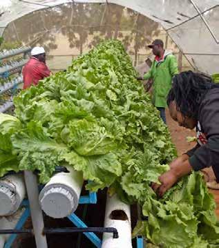 Innovative technologies, such as aeroponics, hydroponics and aquaponics enable farmers to grow crops in vertical stacks without soil. This sounds high-tech, yet the basics are simple.