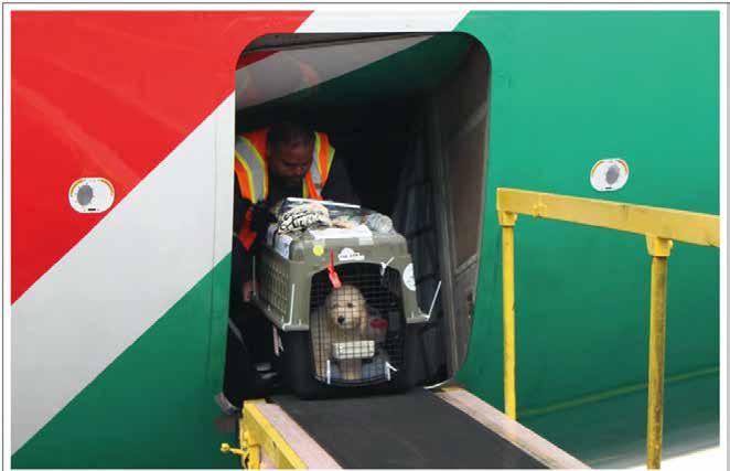 He was safely loaded and secured in the aircraft's temperature-controlled and pressurised cargo hold, where he rested during the trip. The doors opened in Nairobi, and Louie was carefully unloaded.