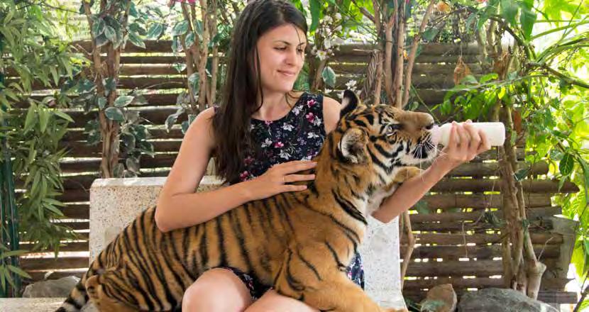 KOH SAMUI Attractions 6. Samui Aquarium with Tiger Show Both the aquarium and the zoo have many of Thailand s tropical favourites above and below the water.