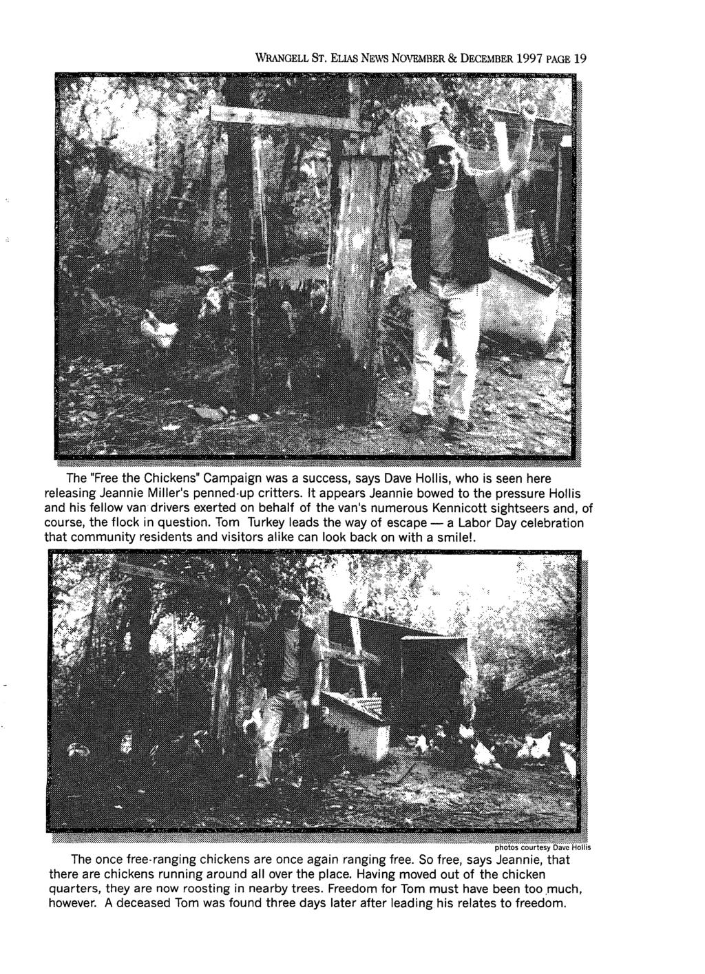 WRANGELL ST. ELIAS NEWS NOVEMBER & DECEMBER 1997 PAGE 19 The "Free the Chickens" Campaign was a success, says Dave Hollis, who is seen here releasing Jeannie Miller's penned-up critters.