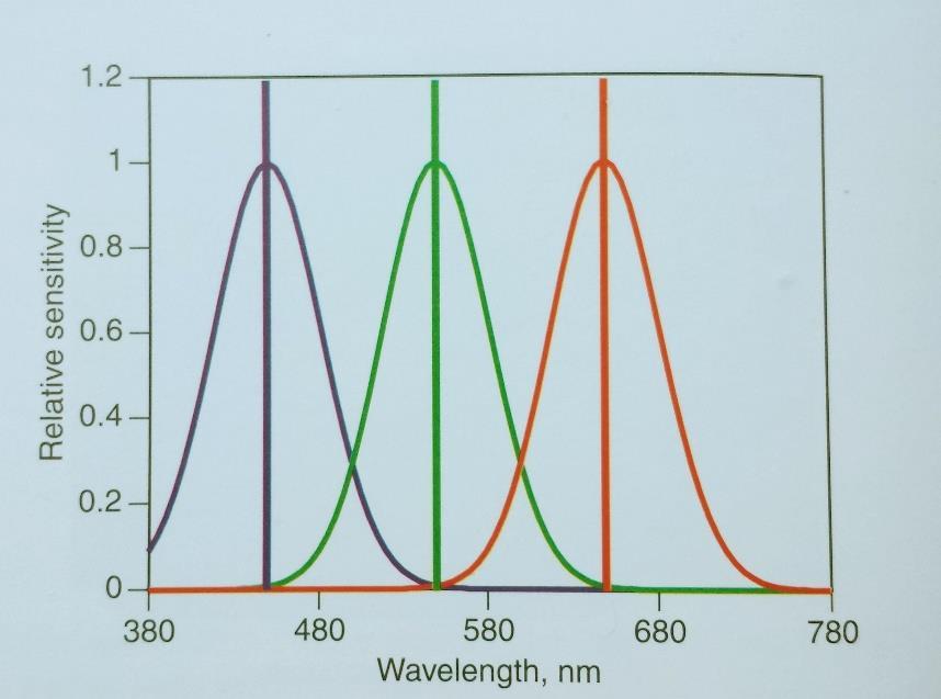 Slika 23. Spektralne osjetljivosti za plavu,zelenu i crvenu svjetlost Izvor: R.S Berns(2000.),Principles of color technology, Wiley&Sons, New York Slika 24.