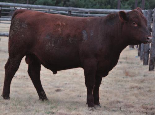 BJR DUKE 5176-623 STRAKA`S SLVR-LADY 2063 B Wt: 83# AOD: 11 3-09 61 98 13 56 54 Very well put together Smooth, clean front with thick top and deep sided Out of a very strong cow family STRAKA`S