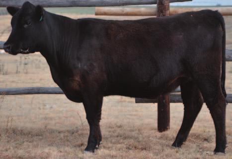 Wt: 86# Hd Circ: 48 Dam s Wt: 1308 BCS: 6 AOD: 2 5 01 57 81 11 5 21 Great growth, with balanced maintenance energy requirements This heifer is deep, dark and powerful Look for great longevity from