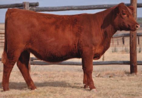 AOD: 2 9-19 42 53 10 7-69 A clean-patterned, feminine Dynamo daughter We went back to old genetics to produce this heifer in order to benefit from the cowherd-building traits of longevity,