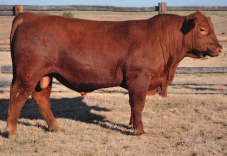 AOD: 7 11-46 40 52 14 7 01 A smaller-framed bull who is stout and powerfully built He has remarkable trait balance and nice symmetry between calving ease and calvability YR 102, REA 107, REA/CWT 129