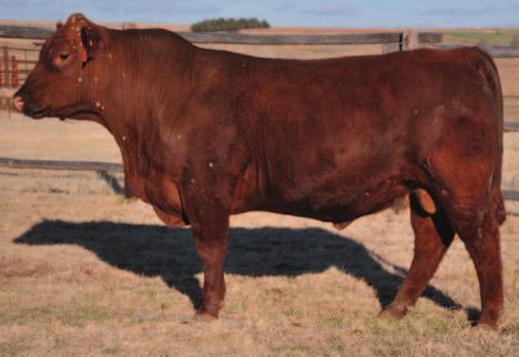 plus calving ease His pedigree locks in longevity, plus convenience in structure and udders From the 7086 cow line pictured on page 9 RIGHT ON STEADFAST 1021 181 Born: 3/9/2011 Reg #: 1497625