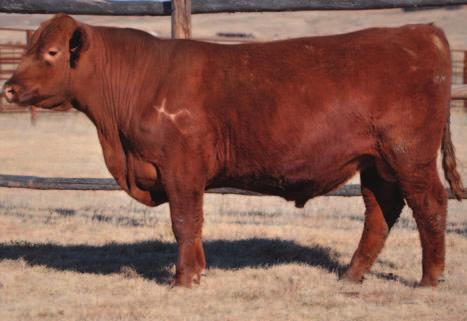 PAN H ANN 920 B Wt: 82# Hd Circ: 45 Dam s Wt: 1295 BCS: 55 AOD: 14 5-13 54 76 16 10-08 This bull is Impressive for disposition, low ME and longevity traits His dam was a never-fail producer until age