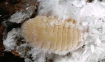 The trees removed were infected with Giant Pine Scale (GPS): an insect that survives by sucking the sap of pine, fir and spruce trees, which has recently been found both in Australia and along the
