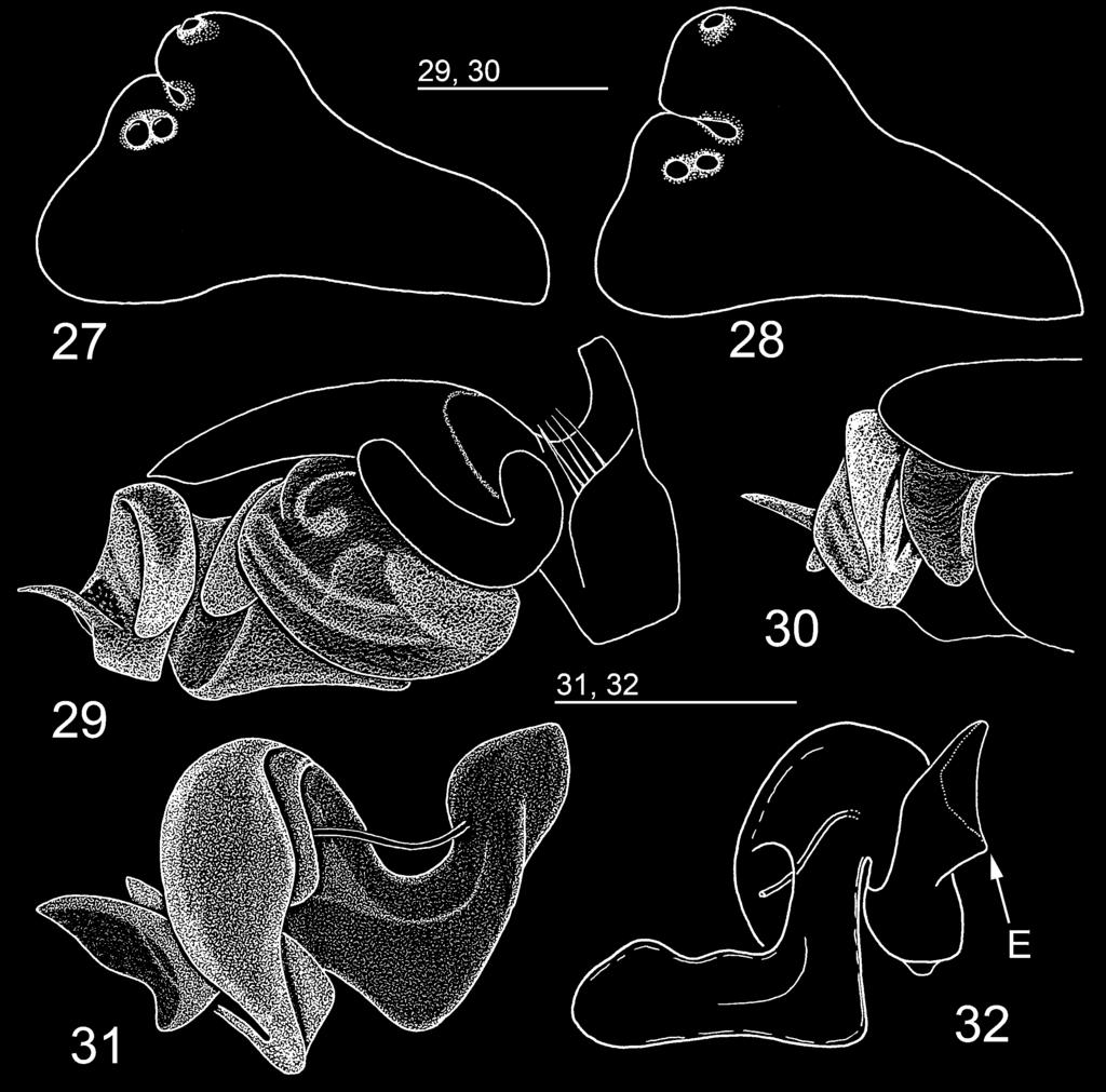 394 A. V. TANASEVITCH FIGS 27-32 Erigonoplus nigrocaeruleus (Simon, 1881), holotype from Corsica (MNHNP) (27), and E. zagros sp. n., paratype from Zardeh-Kuh, Iran (28-32).