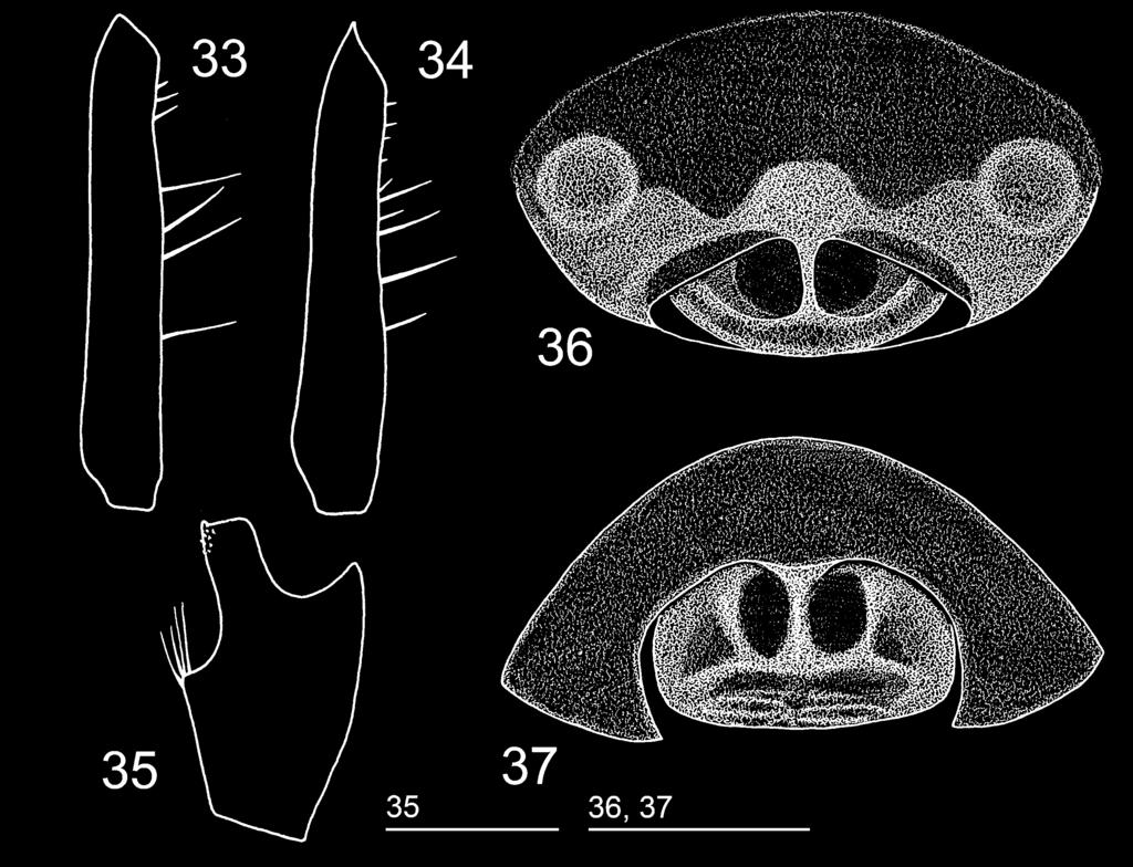 LINYPHIID SPIDERS OF IRAN 395 FIGS 33-37 Erigonoplus zagros sp. n., and paratypes from Zardeh-Kuh, Iran. (33, 34) Varieties of femur spination. (35) Left palpal tibia, dorsal view.