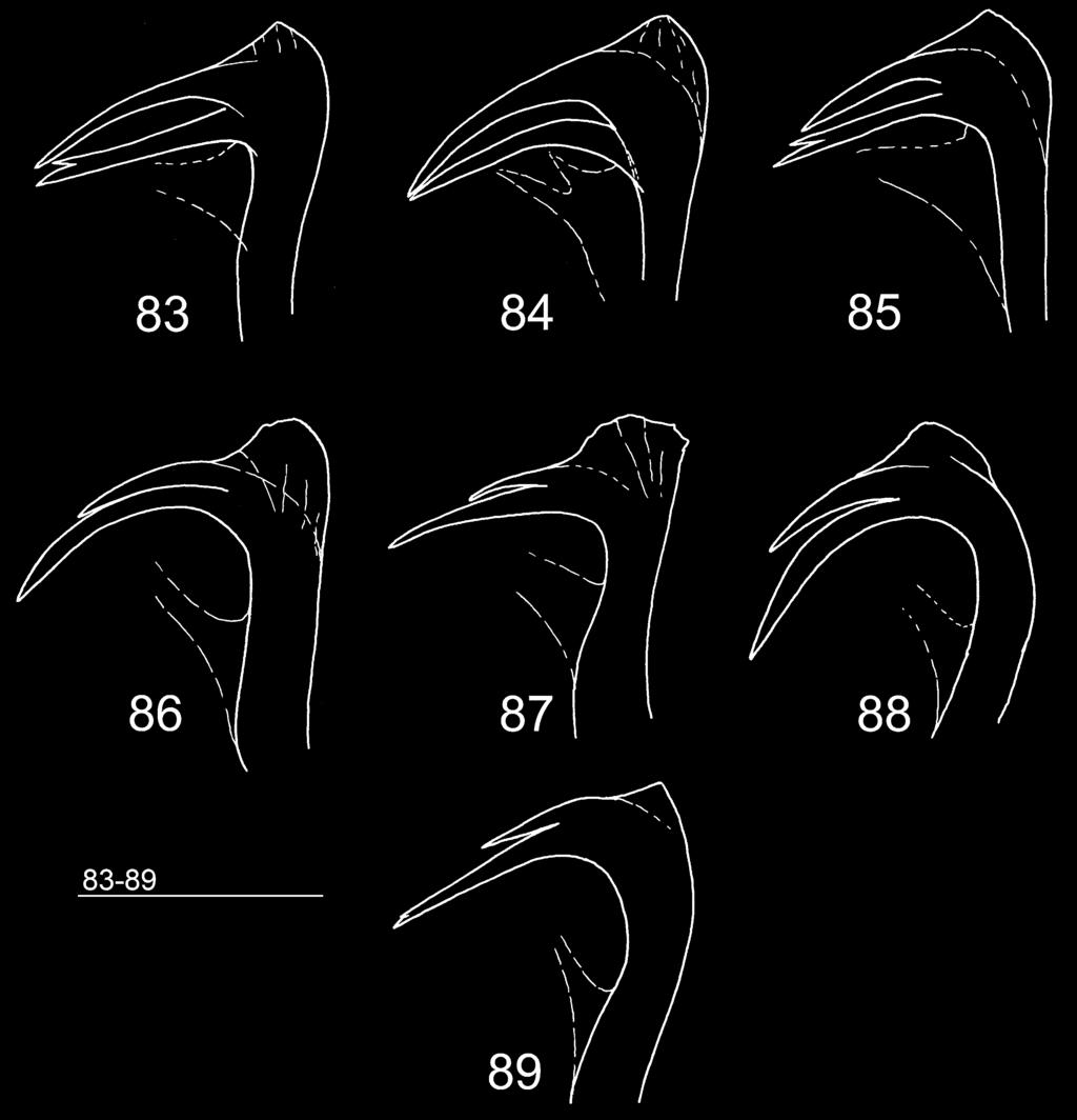 LINYPHIID SPIDERS OF IRAN 413 FIGS 83-89 Varieties of lamella characteristica of Tenuiphantes perseus (Helsdingen, 1977) (83-85) and T. mengei (Kulczy ski, 1887) (86-89).